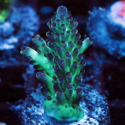 GC Aqua Delight