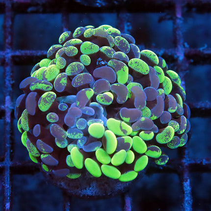 Splatter Neon Branching Hammer