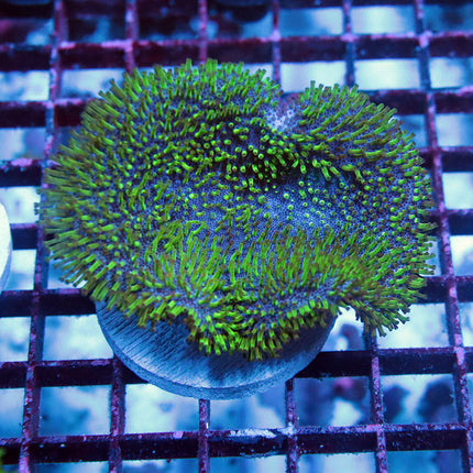 Beautiful Neon Polyps Leather