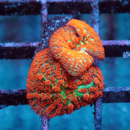 POTO Brooklyn Sunset Mushroom