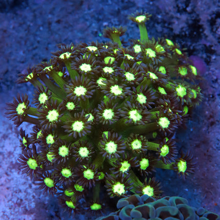 POTO Spring Fling Goni Mini Colony