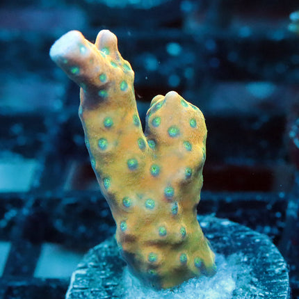 RRC Tropicana Anacropora