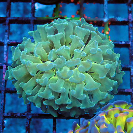 Teal Delight Branching Hammer