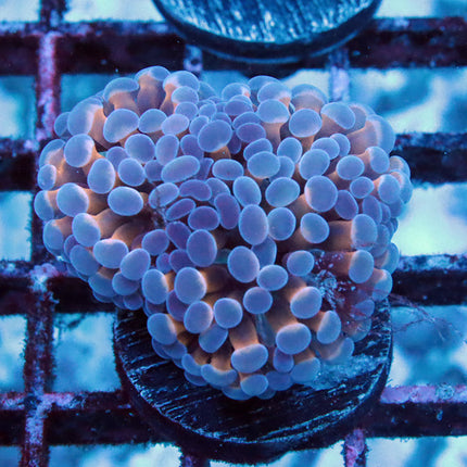 POTO Amethyst Glimmer Micro Hammer