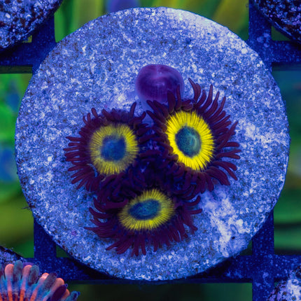 BellaDonna Zoa