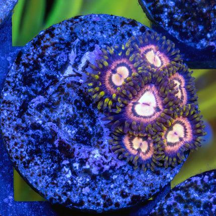 JKR Carb Nebula Paly