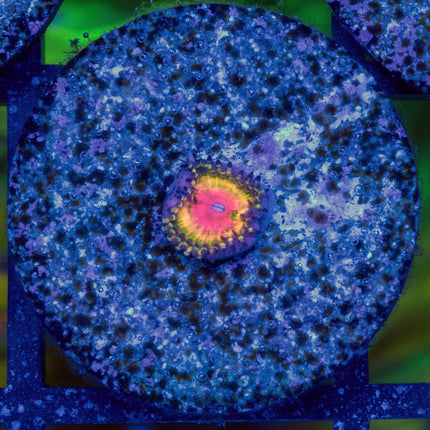 WWC Pink Krack Zoa