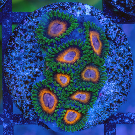 JF Fairy Tale Zoa