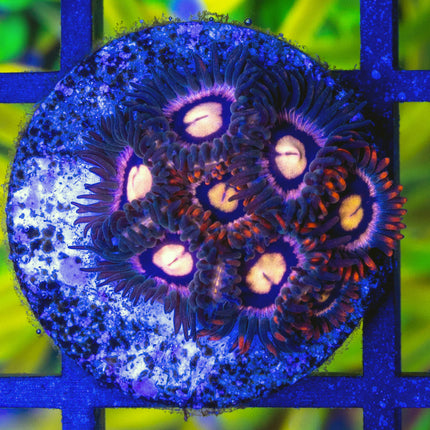 Orange Sunburst Zoa