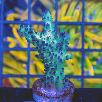 Upscales Microclados Acro