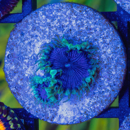 WWC Blue Death Paly
