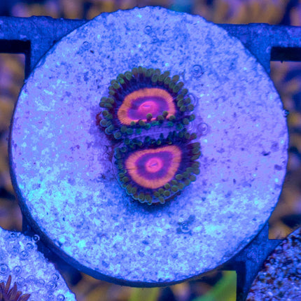 Super Girl Zoa