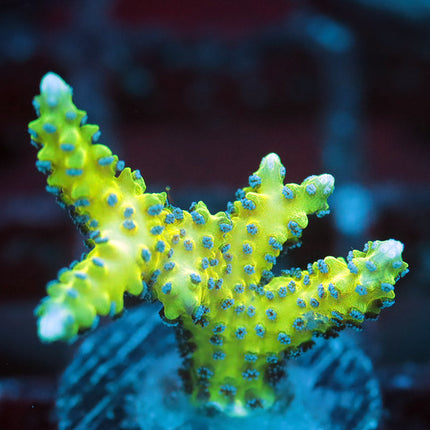 Rare Sizzling Seriatorora Dendritica