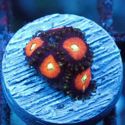 POTO Takis Micro-Zoa
