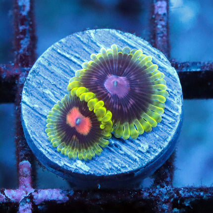 CC Scarlet Fever Zoa
