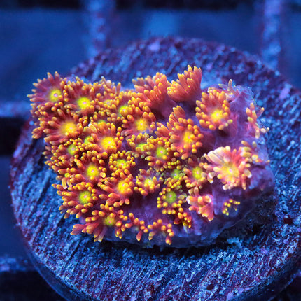 XXX Micro Goni