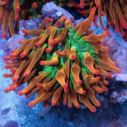 POTO Wild Flower Anemone