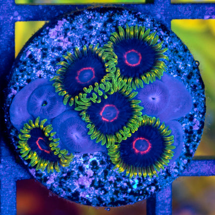 WWC Purple Heart Ring Paly