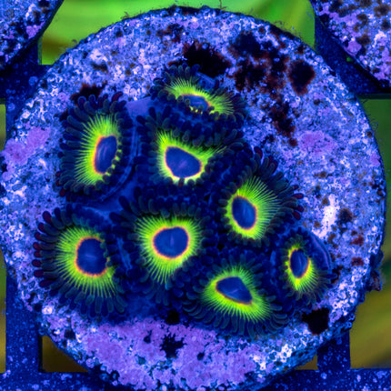 WWC Bob Marley Zoa