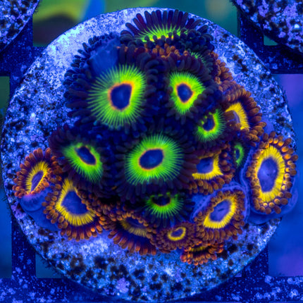 Bob Marley fruitloop combo