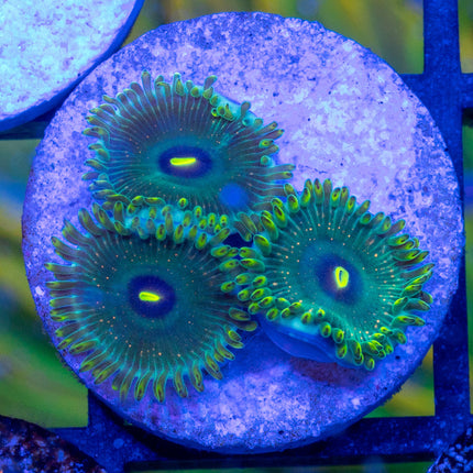 Hawaii Punch Paly