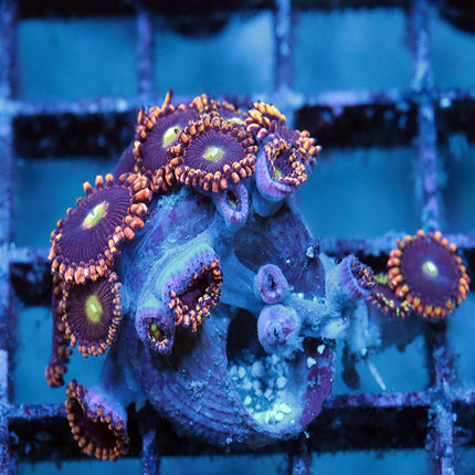 CK Bozo Birthday Zoa Mini-Colony