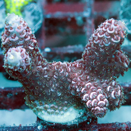 POTO Red Dawn Millie Mini Colony