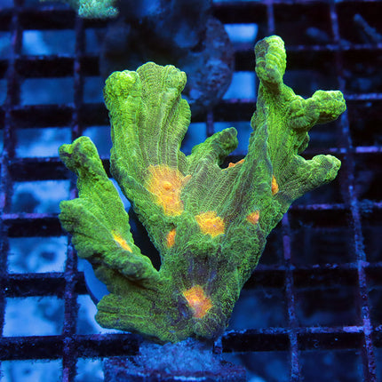 Space Invader Pectinia (Large Frag)
