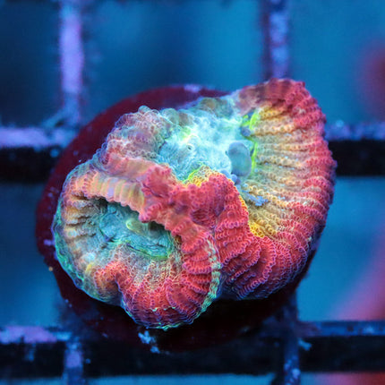 WWC Fantasmo Favia