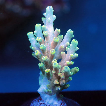 WWC King Fiji