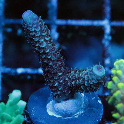 Raising Reef Blue Flame