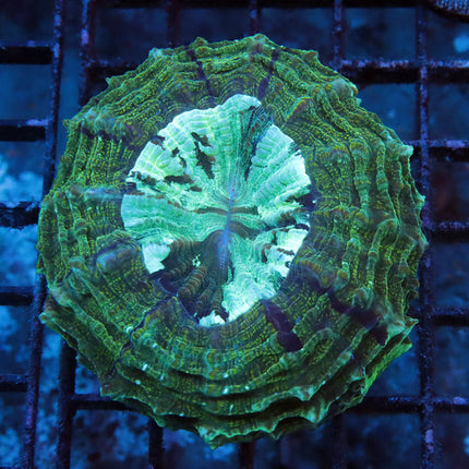 Green Giant Acantho