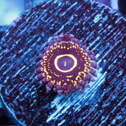 Stratosphere Zoa