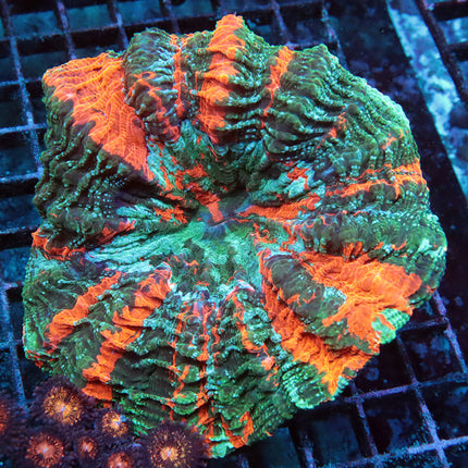 Orange Rainbow Acantho