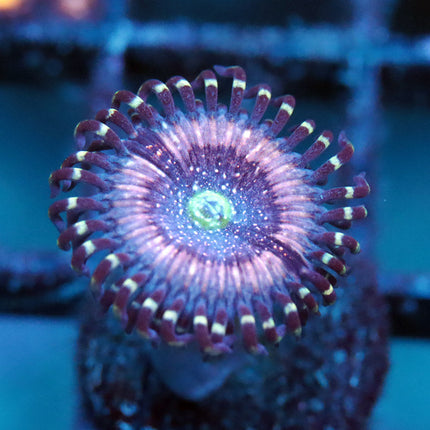 Pink Zippers Zoa