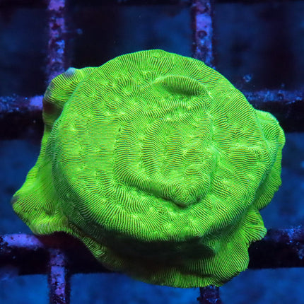 Hulk Lepto