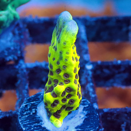 Neon Spongodes Monti