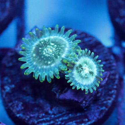 POTO Hawaiian Sucker Punch Zoa