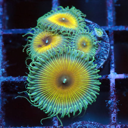 JF Captain Jerk Zoa