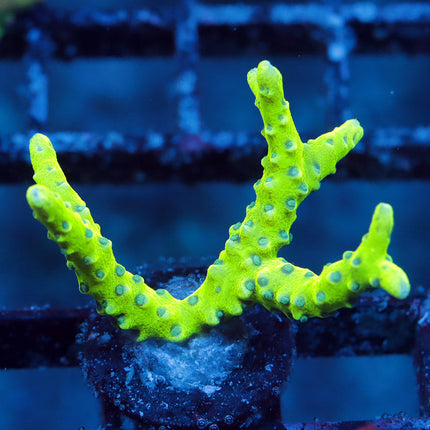 Green Goblin Anacropora