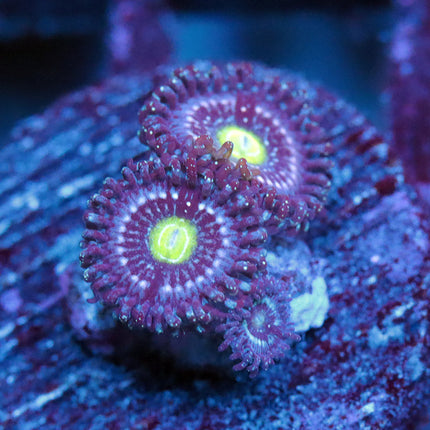 Blue Lagoon Zoa