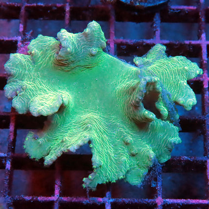 Neon Cabbage Coral