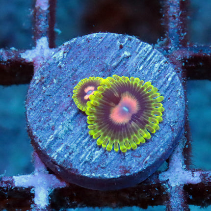 CC Scarlet Fever Zoa