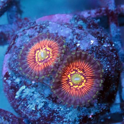 Night Crawler Zoa