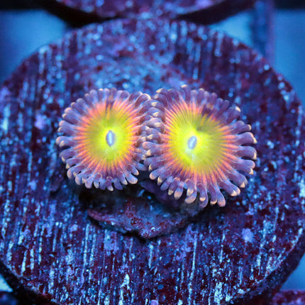 CK Saturn Rings Zoa