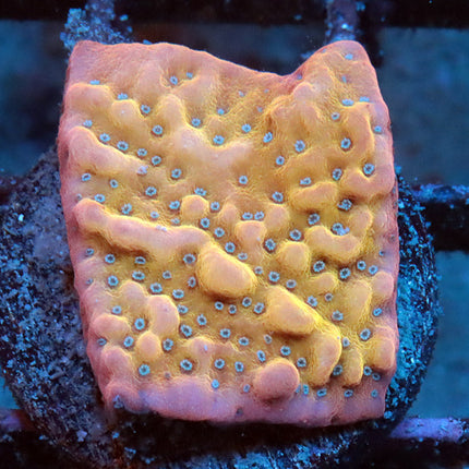 ASD Phoenix Monti