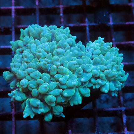 Teal Pearl Bubble