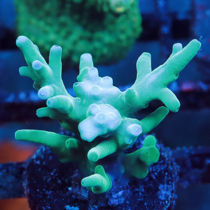 Hawkin Echinata