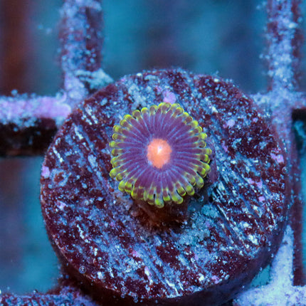 Widowmaker Zoa