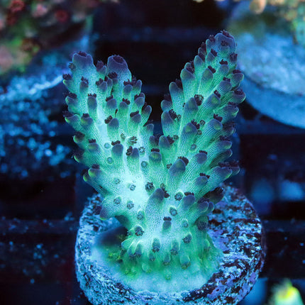 GC Aqua Delight